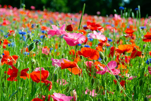 Premium Turf for Every Landscape